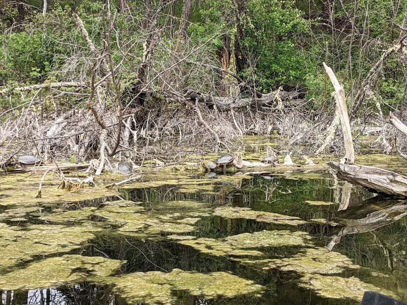 Lake Biodiversity Photo Challenge 2021 Living Lakes Canada