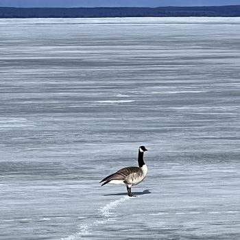 ARIVED, Canada goose in the spring returns every year.
