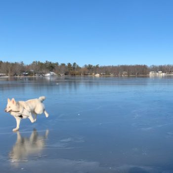 Dog running on ice.