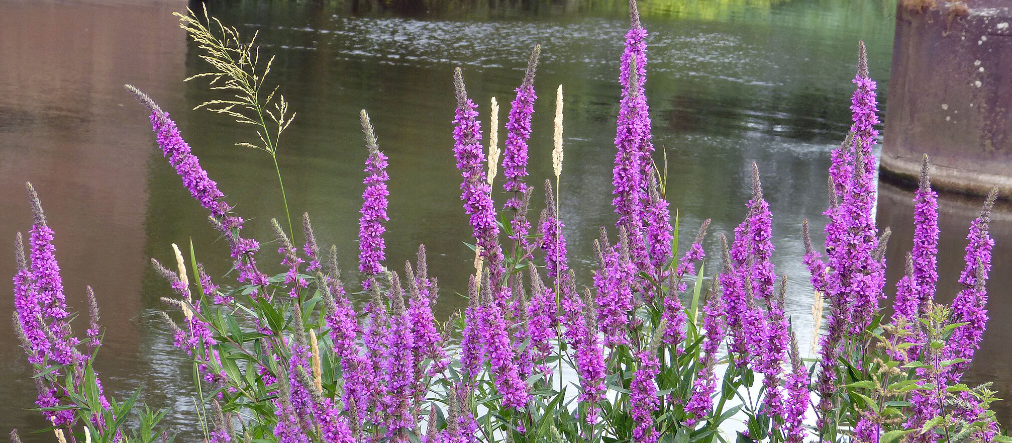 Invasive flowers growing by the lake.