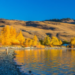 View of Nicola Lake shore in autumn with yellow trees.
