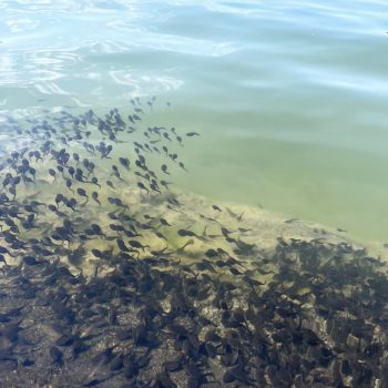 Tadpole hatch in the lake.