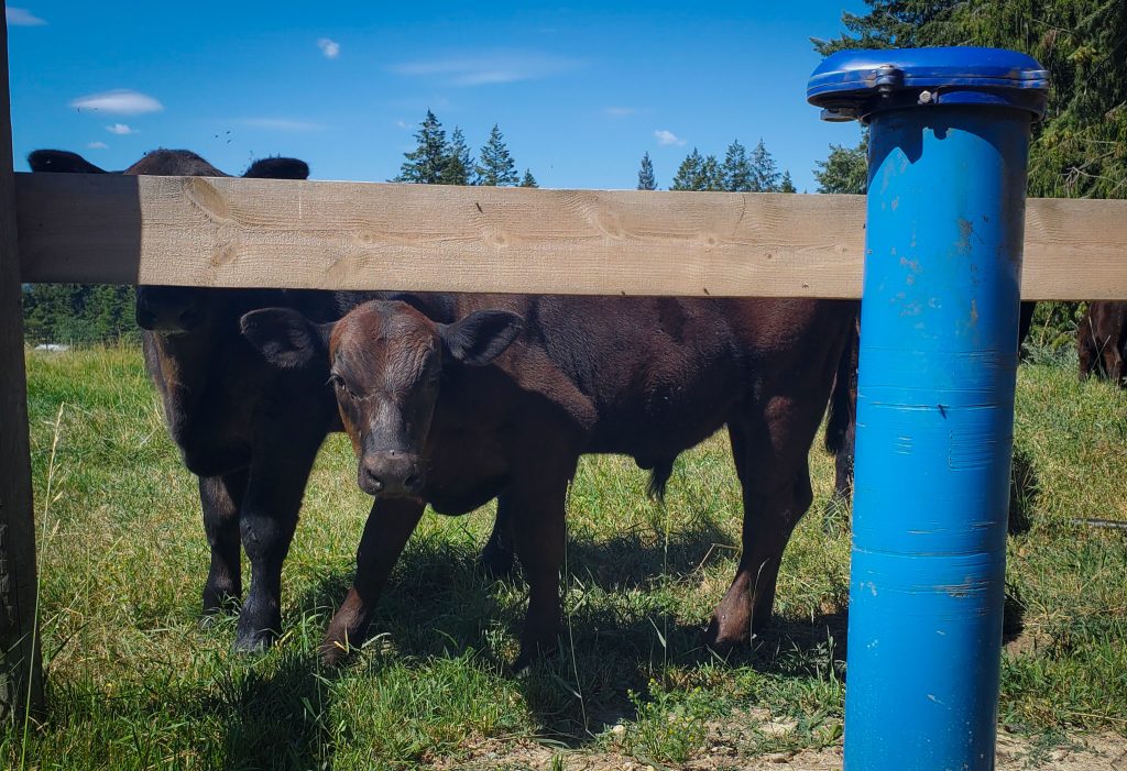 A cow looking from behind a wooden fence near a groundwater monitoring well.