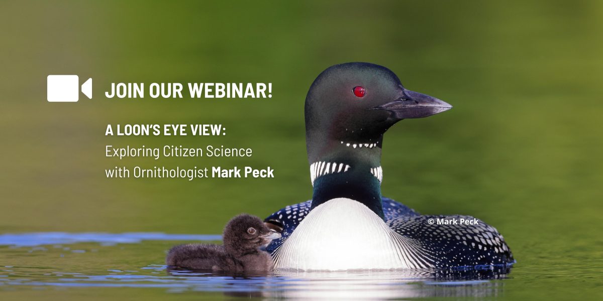 A Loon’s Eye View: Exploring Citizen Science with Ornithologist Mark Peck