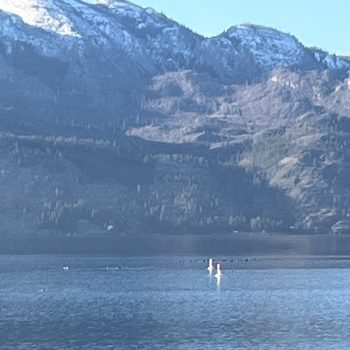 A view of the lake from Gellatly park.