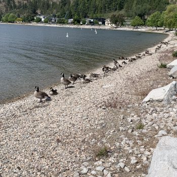 22 Canada Geese along the shore.