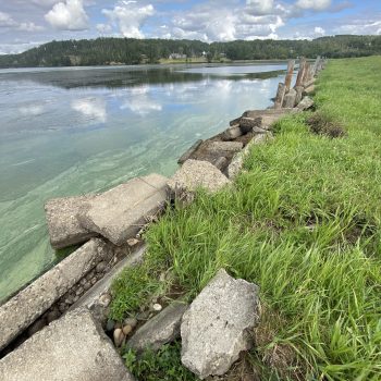 Vibrant Algae bloom in late August.