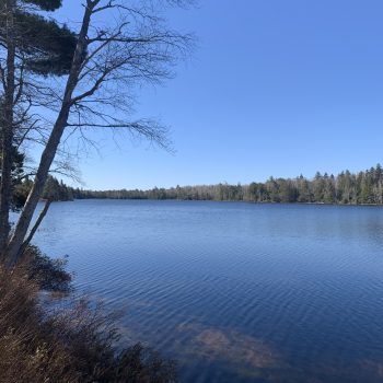 We have lived on the shore of this tiny lake since 1981, and never tire of its beauty and the up close and personal encounters with nature it provides.
We are especially thrilled with the nesting pai ...