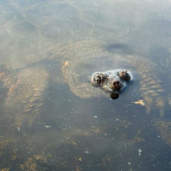 Ever get the feeling that someone’s watching you? 🐢👀

DataStream’s Meghan McLeod caught this adorable picture of a snapping turtle on Cirrus Lake in Quetico Provincial Park. The snapping t ...