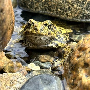 Who goes there? This big guy was hiding out along the rocky shoreline. Western toad? Is she (?) spawning? She looked very plump. Hiding out from gulls most likely!