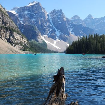 Nature recycling dead and fallen trees in her lake.