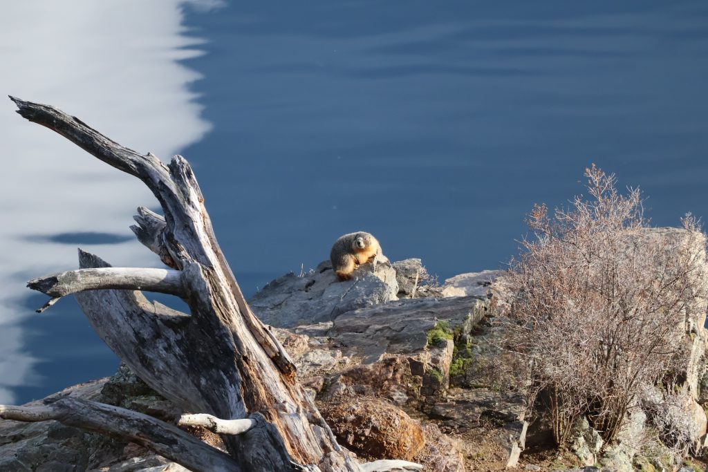 photo-1-yellow-bellied-marmot-resting-along-the-kalamalka-lake-shoreline.-llc-photo
