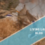 Youth Taking Flight for Wetlands & Waterfowl