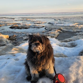 Shadow is happy to see the Great Bear Lake start to melt.