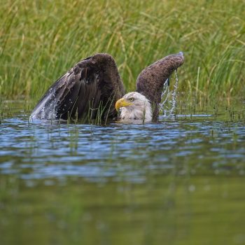 I know there's a recent viral video of a breast-stroking eagle in BC, but we saw this eagle down in the water hunting ring-necked ducklings in August 2022 (on our wedding anniversary) while kayaking a ...