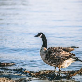 Canada geese came back to their breeding grounds.