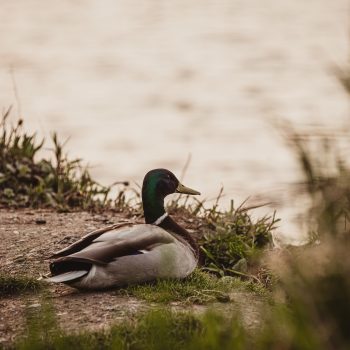 Mallard duck enjoying the view at Lake Scugog.