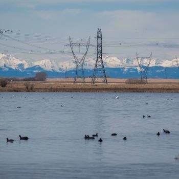 Frank Lake area is home to 256 bird species, included 60 species at risk that are known to frequent the area with a total of over 24,000 individual birds.

There is a growing concern around the deve ...