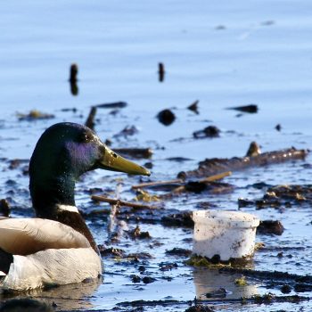 Beauty and the Beast

A magnificent purple-headed mallard navigating through plastic waste and wood debris left behind from an ice storm. This photo captures the resilience of nature, despite the de ...