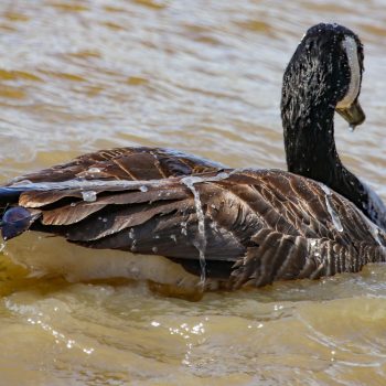 Canada Goose on the lake.