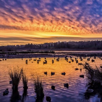 Waterfowl at sunrise.