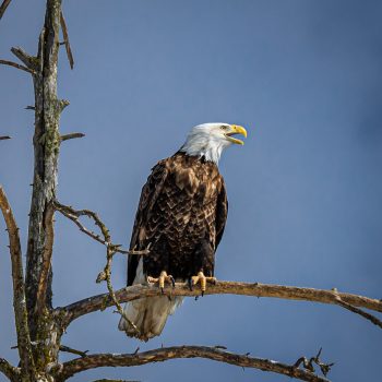 Bald eagle returing from an unsuccessful fishing trip at the mouth of the Aguasabon river where it dumps into Lake Superior.