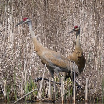 These sandhill cranes had nested in the marsh but the heavy rains flooded their nest.