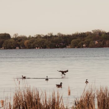 Canadian geese on the Lake of Scugog.