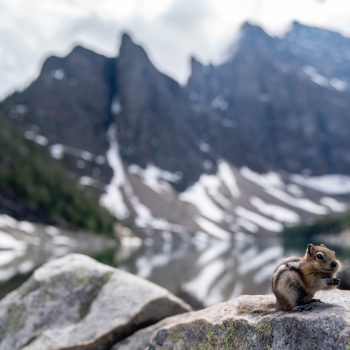 Chipmunk sits on a rock with Lake Agnes in the background.