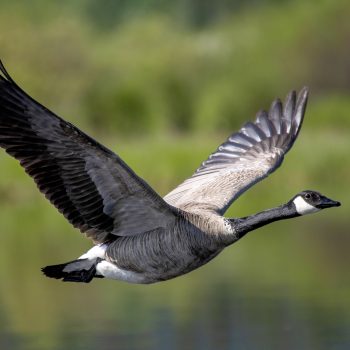A Canada goose flies over Vermillion Lakes in Banff National Park.