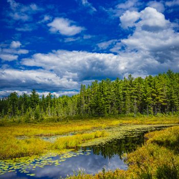 Lucious greens and blues on a beautiful summer day in Algonquin Park, taken along the Spruce Bog trail.