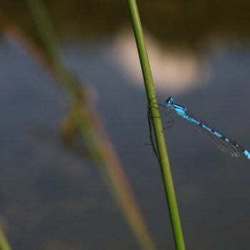 Dragon Fly's resting on reeds on the shores of Fish Lake rest stop just off the highway.