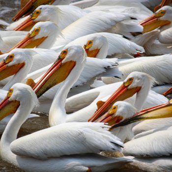 A squad of pelicans fishing.