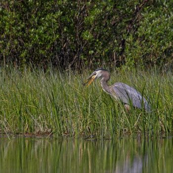 One morning in early June 2023, we watched three Great Blue Herons at Vermilion Lakes. This particular heron landed about 75 meters away. We watched it as it listened, carefully moved through the tall ...