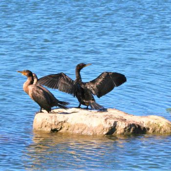 Cormorants by the Hamilton Waterfront Trail in Hamilton, Ontario.