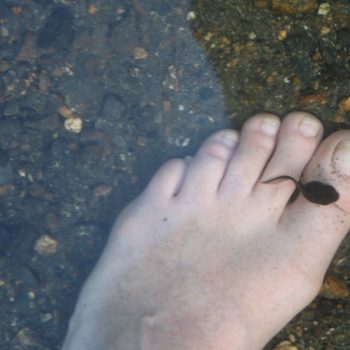 Tad Poles... I was wading in the shore of Fish Lake taking photos of Dragon Fly's when I looked down just in time to get a photo of this guy cruising over my foot.