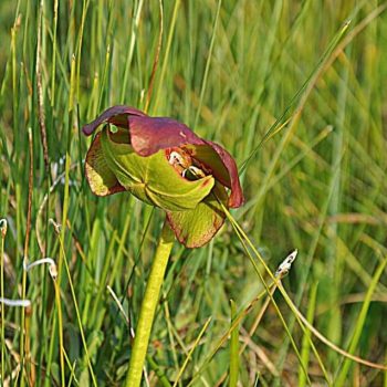 The pitcher plant, our provincial flower here in Newfoundland and Labrador. This plant grows in boggy areas.