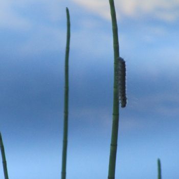 Tent Caterpillar climbing a reed in shallow water of Champion Lake. June 24, 2023.