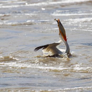 A pelican caught a fish.
