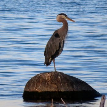 A Great Blue Heron perches on a rock near the shore of Georgian Bay.