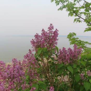 Fragrant lilacs juxtaposed against acrid smoke from distant forest fires.