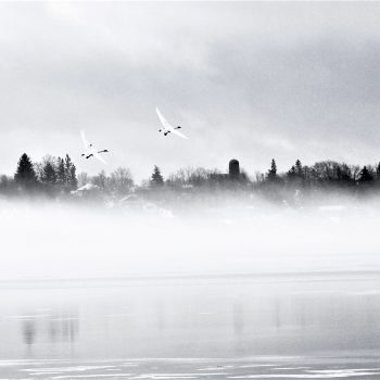 Trumpeter Swans flying in through an early morning ice fog on Chemong Lake during their migration through.