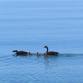 These geese are attentive parents as they take their goslings on an outing on Georgian Bay.