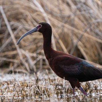 An adult breeding white-faced Ibis wading through the marsh edges of the Frank Lake.