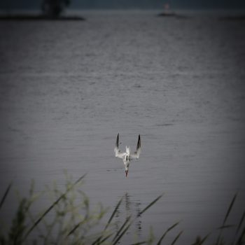 A Common Tern diving after dinner.
