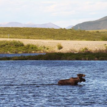 Our LivingLakesCA Lake Biodiversity Photo Challenge entry was captured in the Yukon by Carolyn DuBois, our Executive Director of Water Programs.

Did you know that there are an estimated 70,000 moos ...