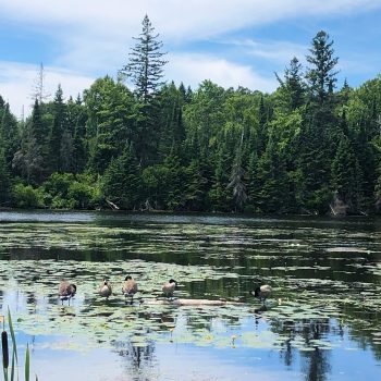 Our #LakeBlitzPhoto2023 was taken on Perry Lake in Kearney, Ontario, by Jessie Reynolds! Did you know there’s an estimated 7 million Canada Geese present in North America?! That’s a lot of geese!  ...