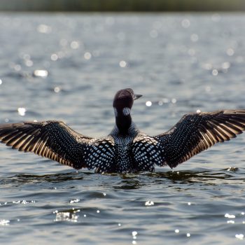 Common Loon wing span on the calm lake.