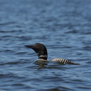 Common Loon gliding along the open lake.