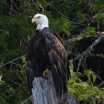 While kayaking in the Slocan pool, this eagle appeared to be more than happy to have his/her photo taken.